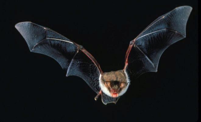 Descubren dos nuevas especies fósiles de murciélago de seis millones de años en Venta del Moro