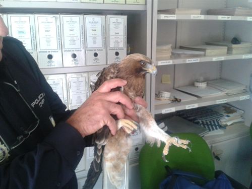 Recuperan un águila calzada herida tras chocar con un cable en La Zubia (Granada)