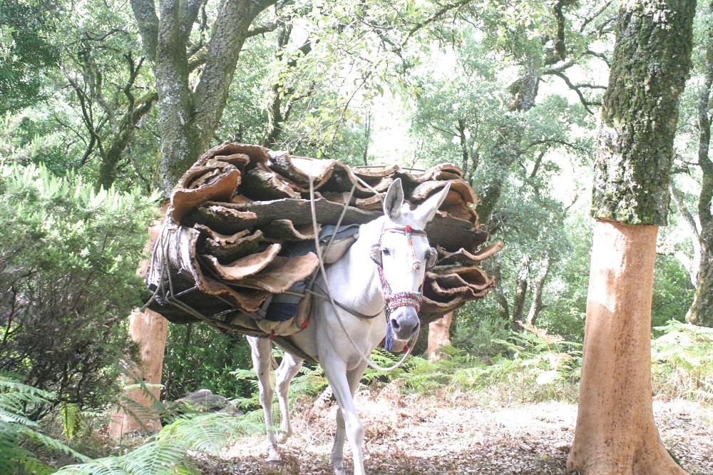 Municipios del Parque Natural de Alcornocales persiguen la certificación FSC para sus montes corcheros