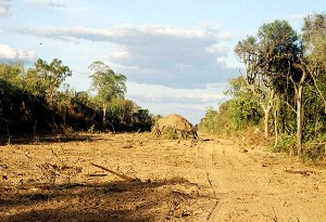 Avanza imparable la deforestación por actividad ganadera en el Chaco paraguayo