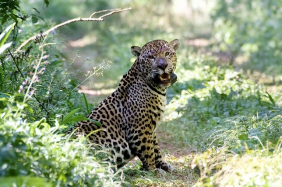 Argentina. Trasladan al yaguareté "Chiqui" a la reserva de Iberá