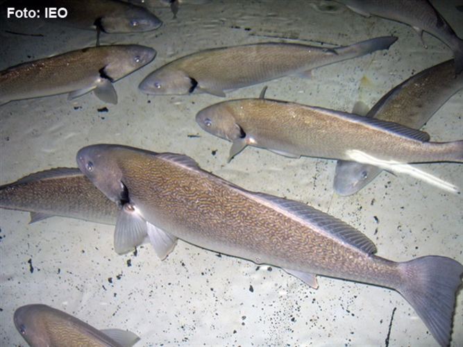 Investigadores españoles completan por primera vez el ciclo biológico en cautividad del verrugato