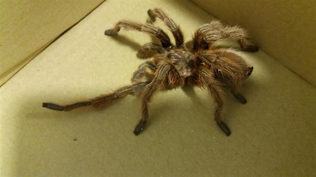 Apresan un ejemplar adulto de tarántula en los jardines de un edificio de viviendas de la capital