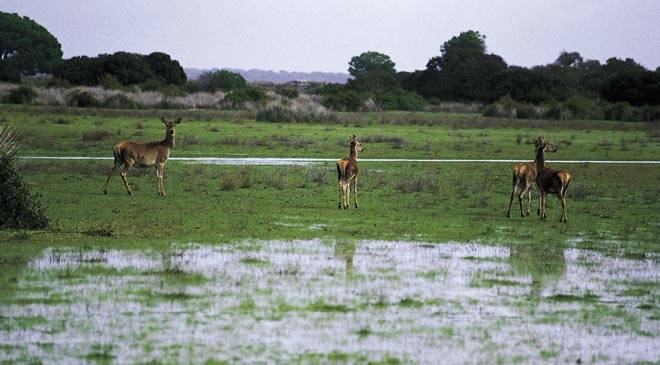 Andalucía. Fiscal visita los terrenos de la ampliación de Doñana y asegura que son una garantía de conservación y uso sostenible del espacio natural