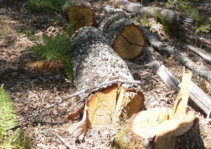 SEO/BirdLife denuncia la tala de cientos de robles en el Teleno (León)