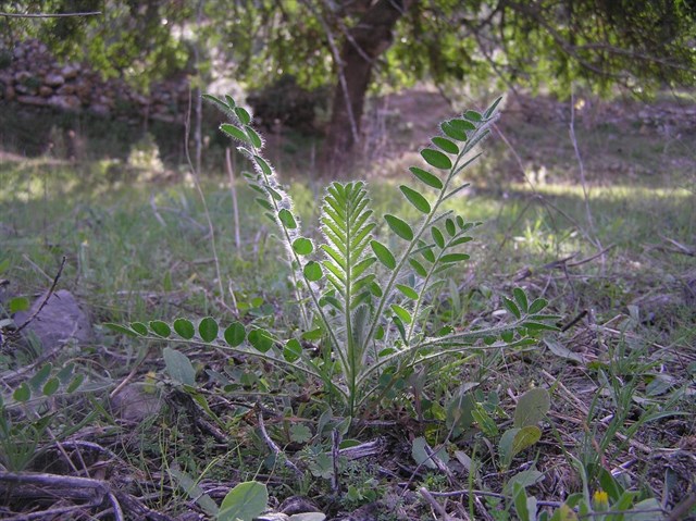Murcia aprueba el Plan de Recuperación del Garbancillo de Tallante