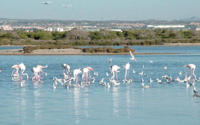 Expertos recomiendan tomar medidas para protección de las dunas
