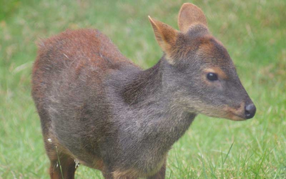 Chile: El pudú está en situación crítica en la Región del Maule