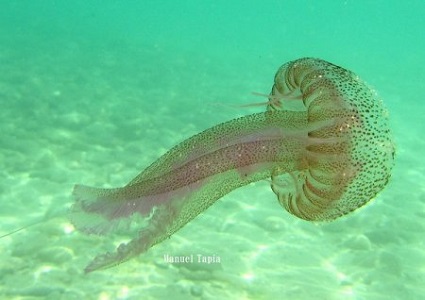 Las medusas ‘invaden’ las playas de Melilla