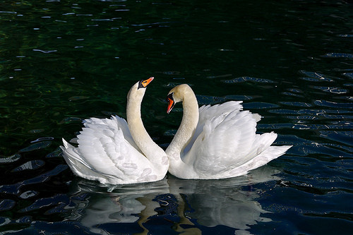 La contaminación podría afectar la elección de parejas en aves
