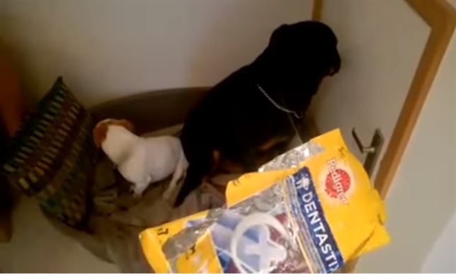 Dos perros ‘avergonzados’ por sus pillerías (Mírate el VIDEO)