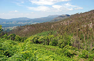 WWF y Correos recuperan los bosques gallegos que más han desaparecido