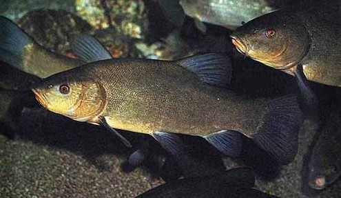 Medio Ambiente confirma el empeoramiento de ciertas especies de peces continentales en España