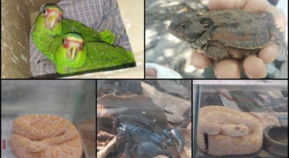 México. Secuestran 318 especies en riesgo que iban a ser vendidas de forma ilegal