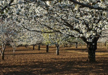 Curso sobre agricultura y cambio climático en el Valle del Jerte