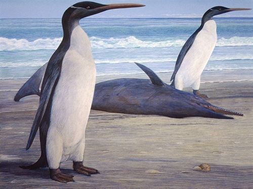 Cómo era el pingüino prehistórico gigante