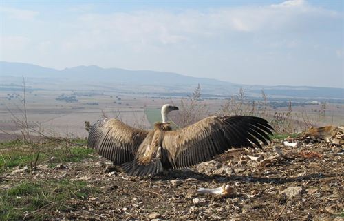 Murcia. Liberan a un Buitre Leonado y una Alcatraz del Atlántico