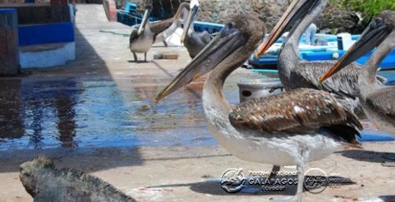 Investigan el estado de salud y la filogenia de los pelícanos