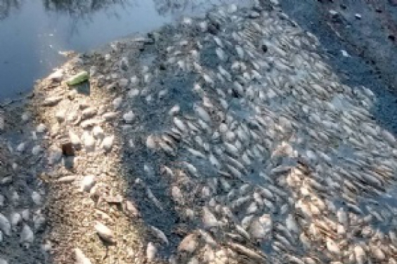 Argentina. Alerta por la aparición de centenares de peces muertos en el río Luján