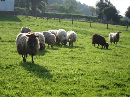 Los europeos creemos necesario mejorar el bienestar de los animales de granja