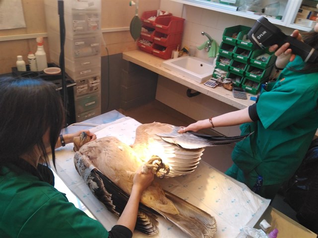 SOS Tendidos Eléctricos y la protección de aves