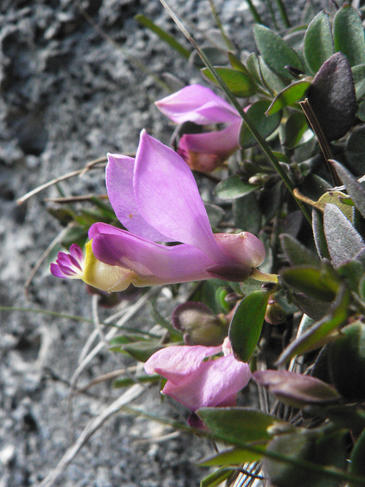 La polígala de Webb