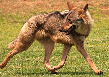 Llegan dos lobos ibéricos al Parc de Molló