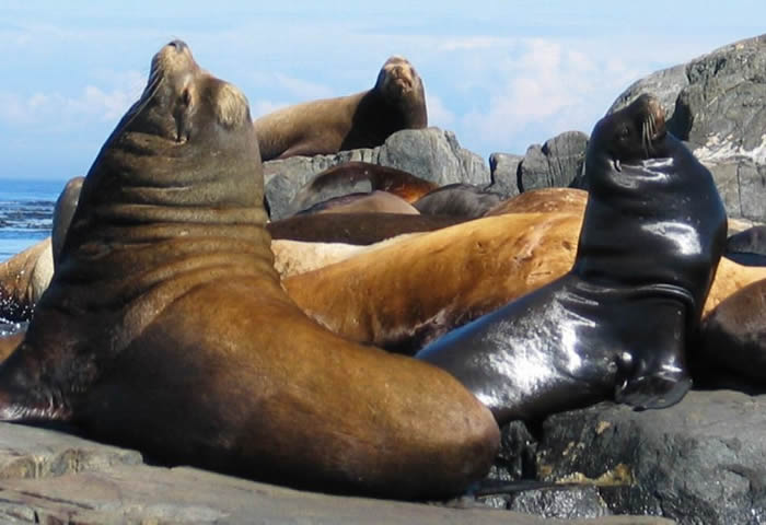 Las especies más antiguas de vertebrados se adaptarán antes al calentamiento global