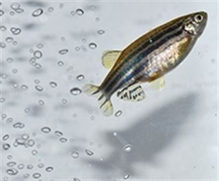 Sustancias tóxicas y su impacto en la vida silvestre por el cambio climático