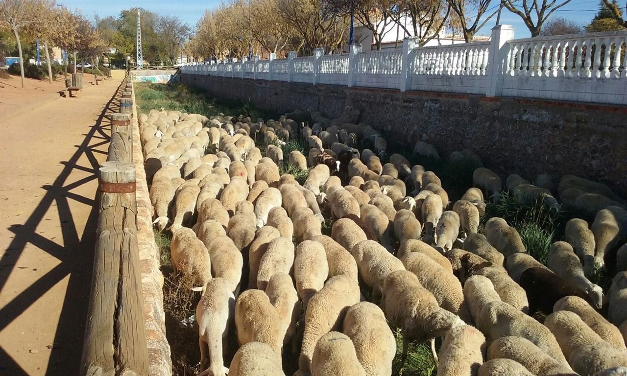 El Ayuntamiento de Manzanares (Ciudad Real) utiliza ovejas para limpiar el cauce del rio