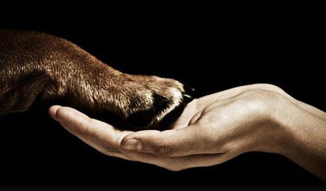 Protectora de Animales y el Colegio de Veterinarios no irán a juicio