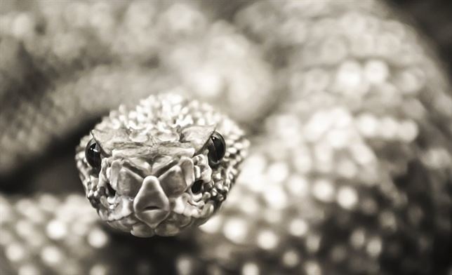 Se agotan las reservas de antídotos para la mordedura de serpiente