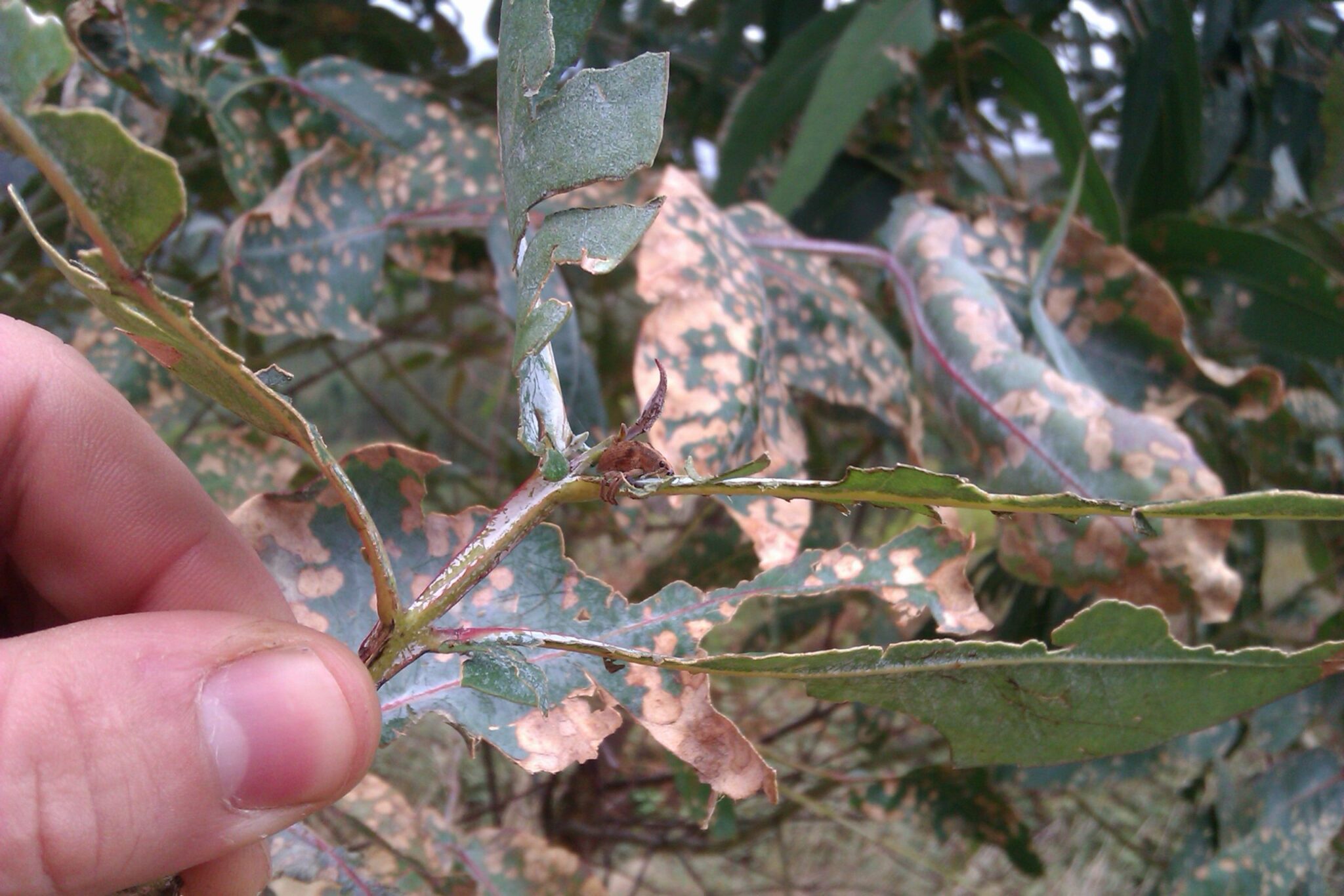 Asturias. Fumigan los montes de ocalitos del Oriente sin avisar a los colindantes