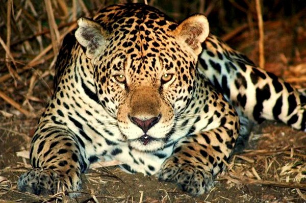 Urge proteger la población de jaguares en Panamá