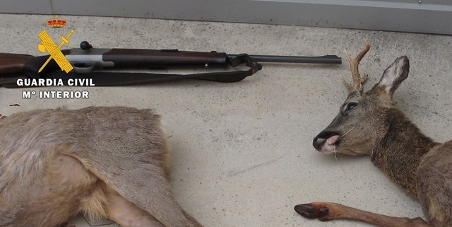 Decomisados los cadáveres de dos corzos en Burgos a un cazador que no colocó los precintos obligatorios