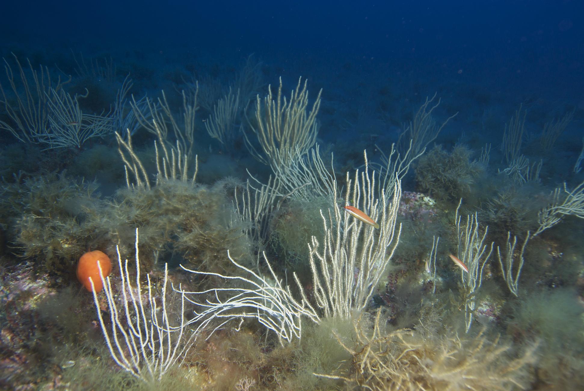“Hay un declive progresivo de la diversidad acuática por la influencia humana”