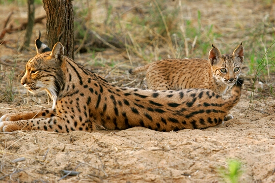 Dos linces atropellados en Huelva y Córdoba
