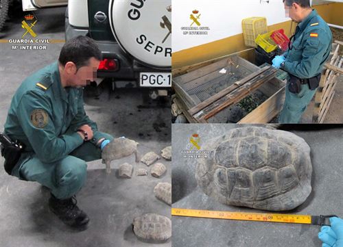 Las tenía como mascotas en una casa de campo