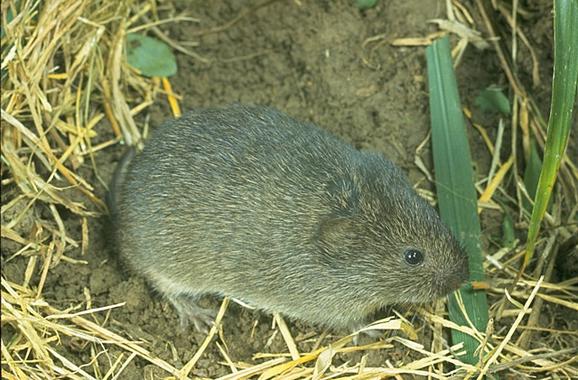 Los topillos machos rompen el vínculo sexual tras beber alcohol y las hembras lo aumentan