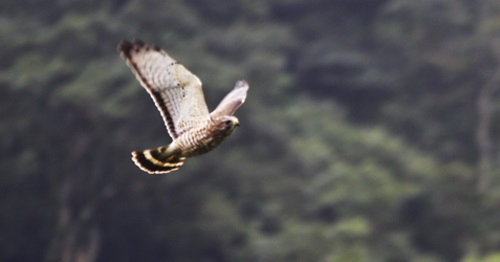 Las poblaciones de aves de Nicaragua en peligro de extinción