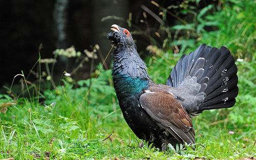 Las áreas de ocupación de urogallo se redujeron a la mitad en las últimas tres décadas en Asturias