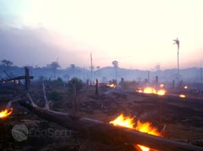 Big agribusinesses have major role in preventing deforestation