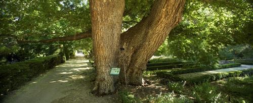 La ‘batalla’ por salvar el olmo Pantalones del Botánico de Madrid
