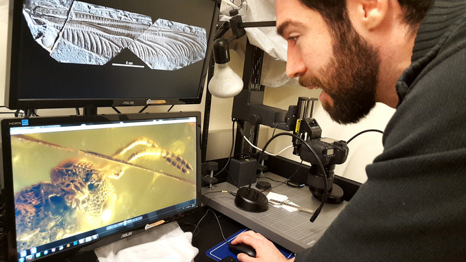 El hombre que inmortaliza los insectos de Harvard