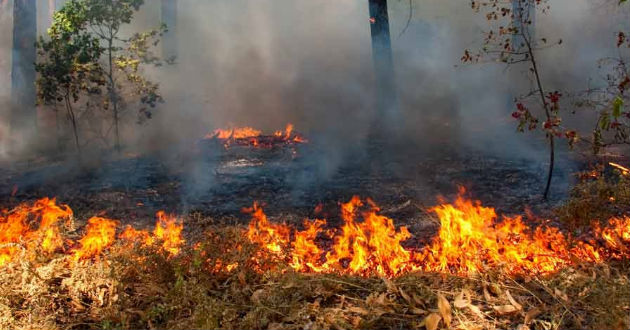 Consejos para evitar incendios forestales en Otoño