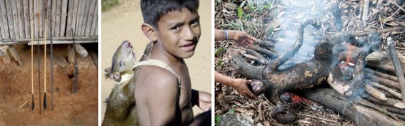 Los monos de la selva peruana