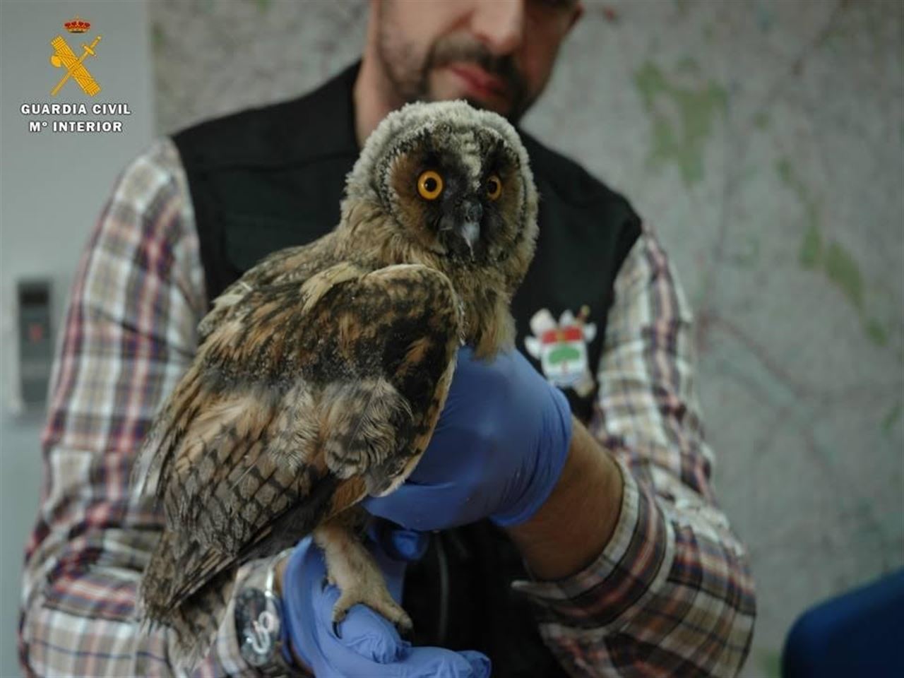 El SEPRONA recupera en Aragón dos ejemplares de búho chico