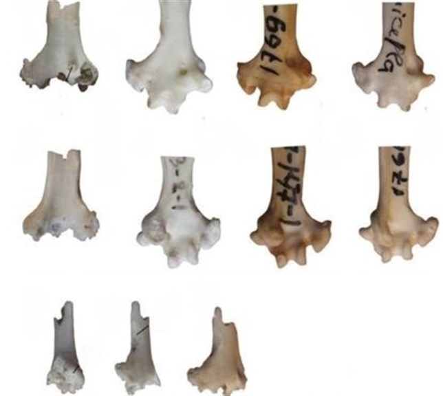 Un hueso de loro aparece en mitad de Siberia