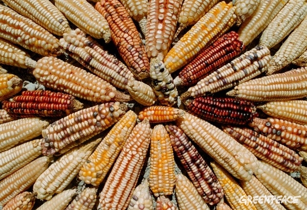 Firma por un México libre de transgénicos