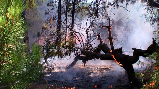 Ecologistas avisan de que el incremento de penas para incendiarios forestales no es solución